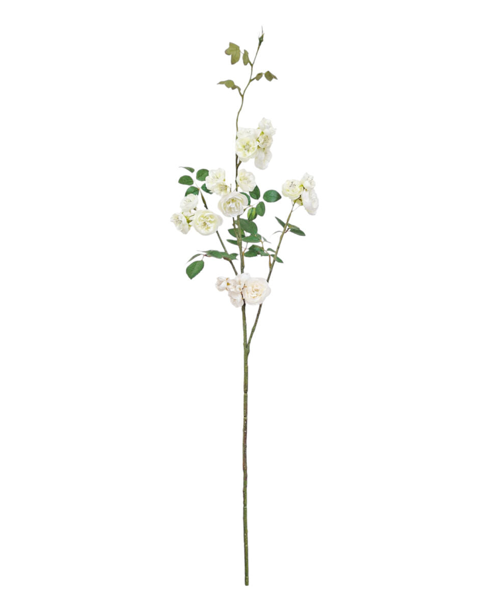 Climbing Rose – White
