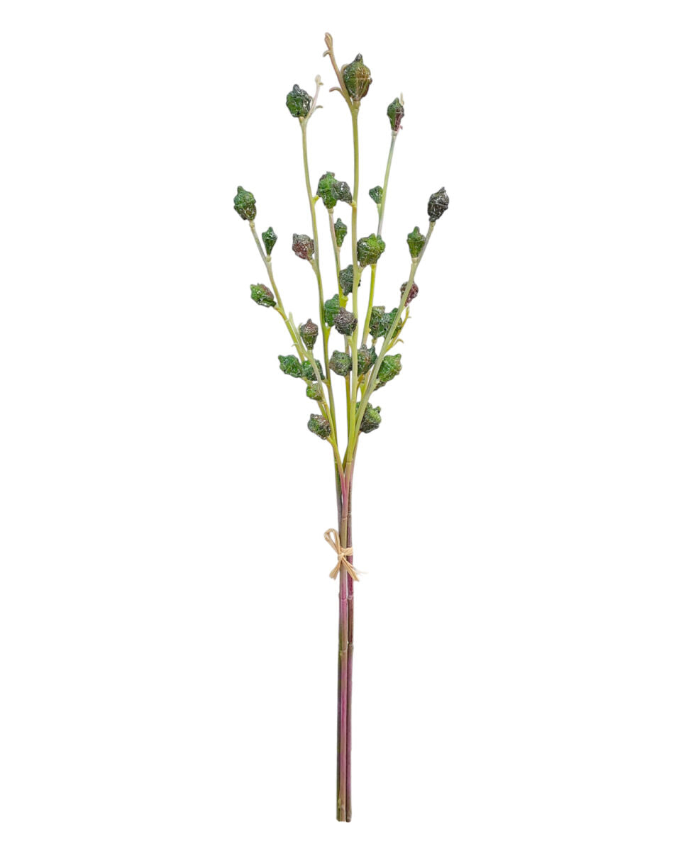 Eucalyptus Pods – Green