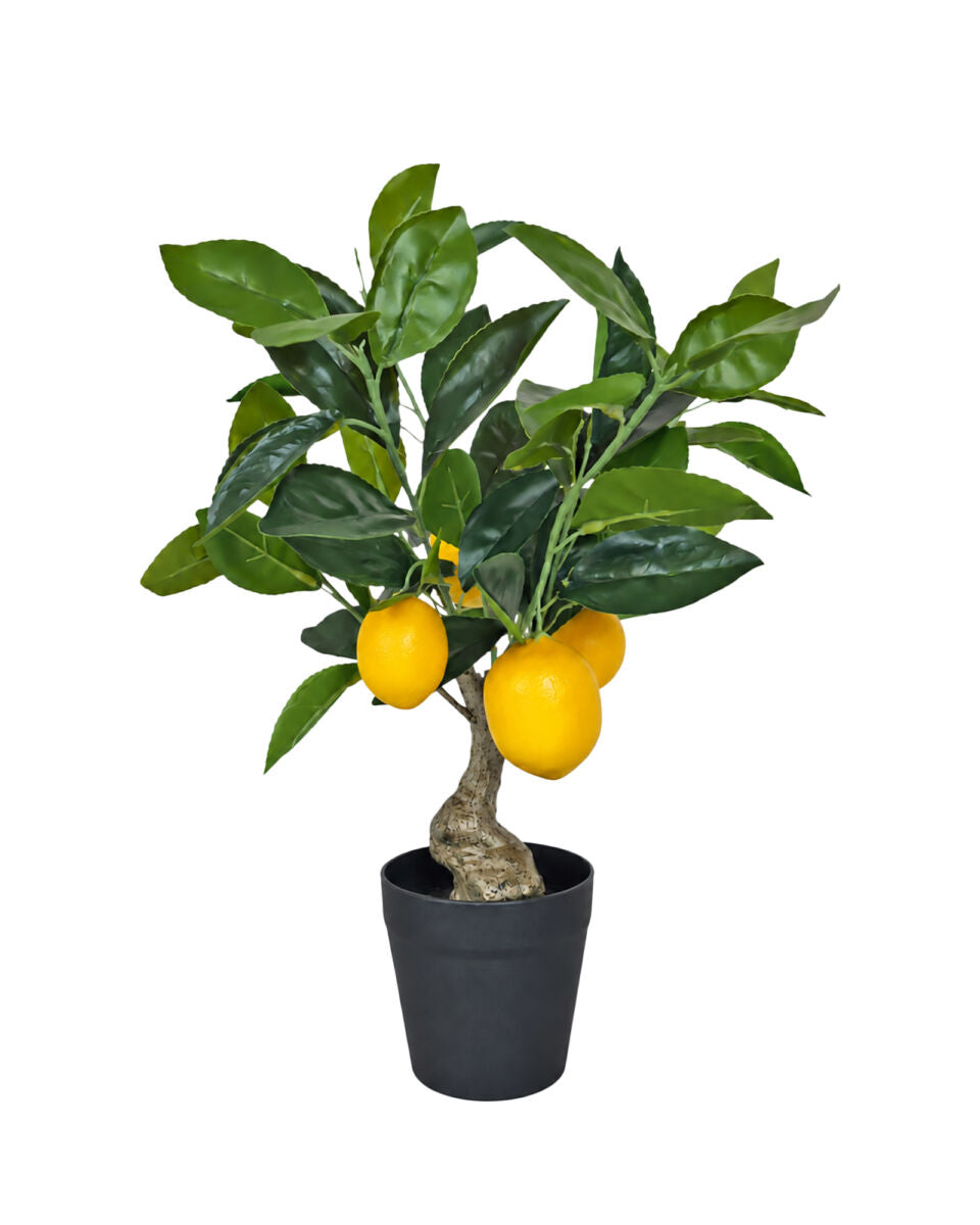 Provence Table Top Lemon Tree