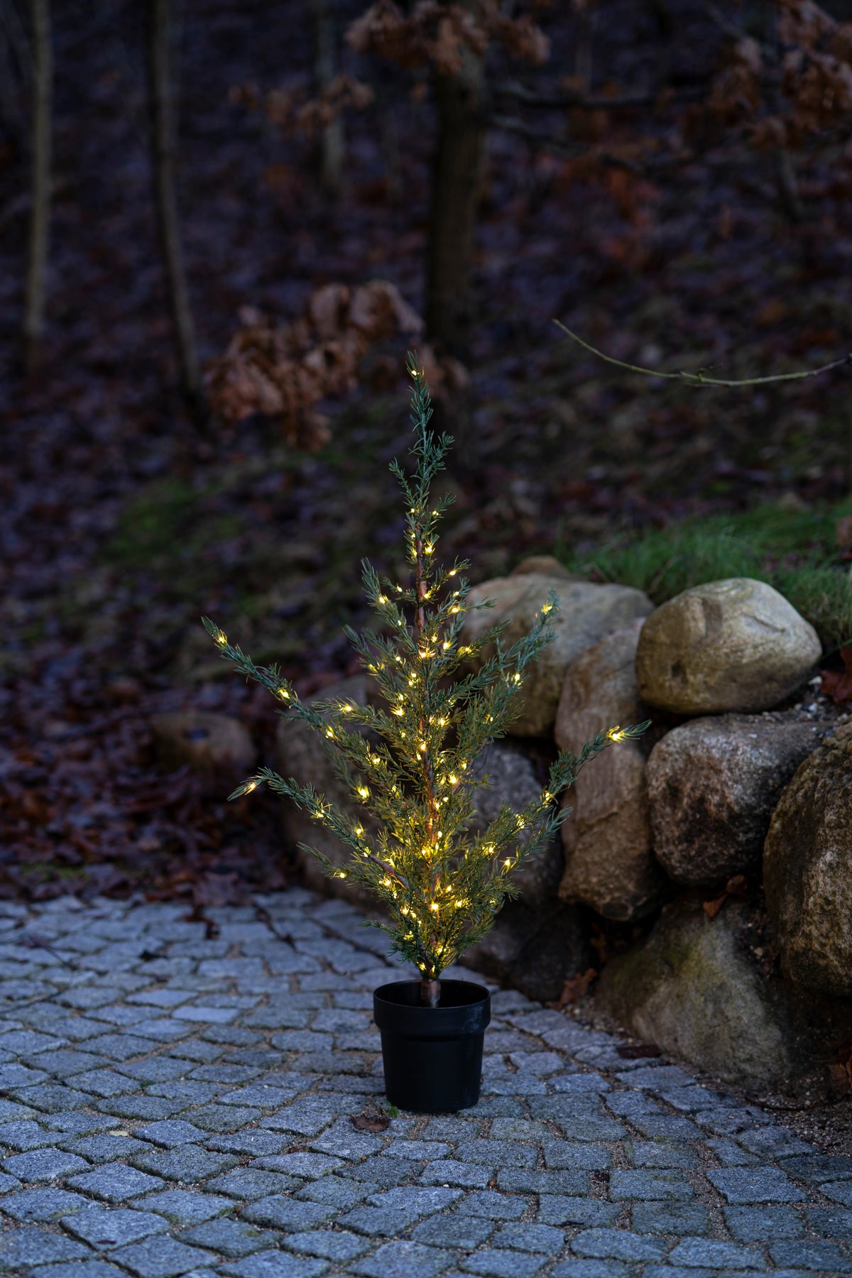 Sirius Mila Cedar Tree 1.3m