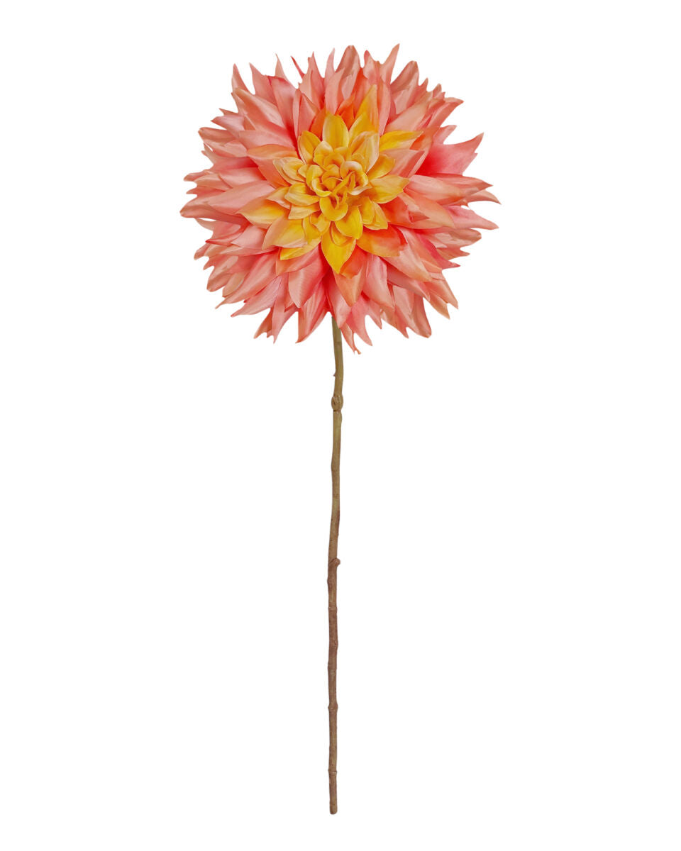 Large Summer Dahlia – Sunset