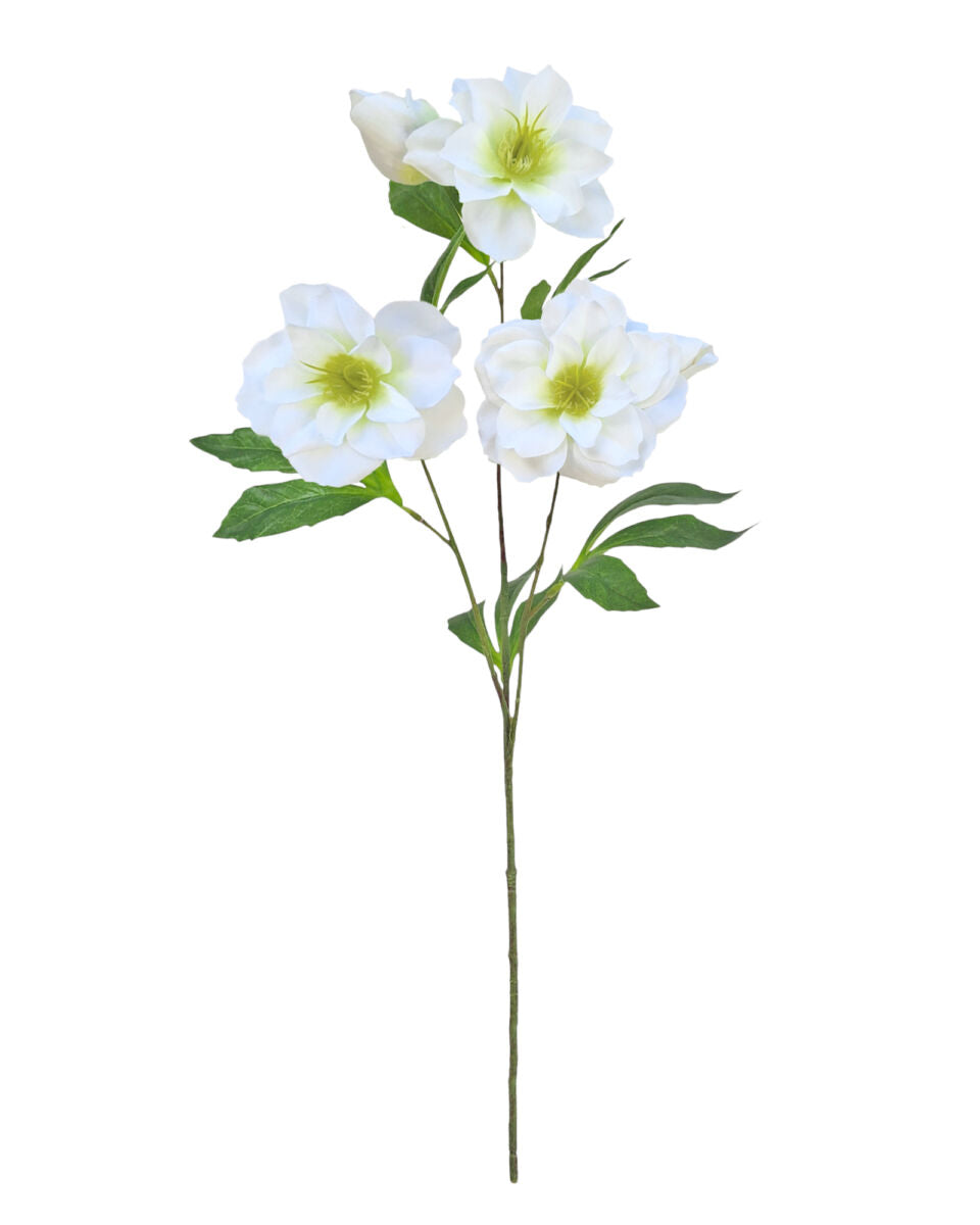 Tall Christmas Rose – White