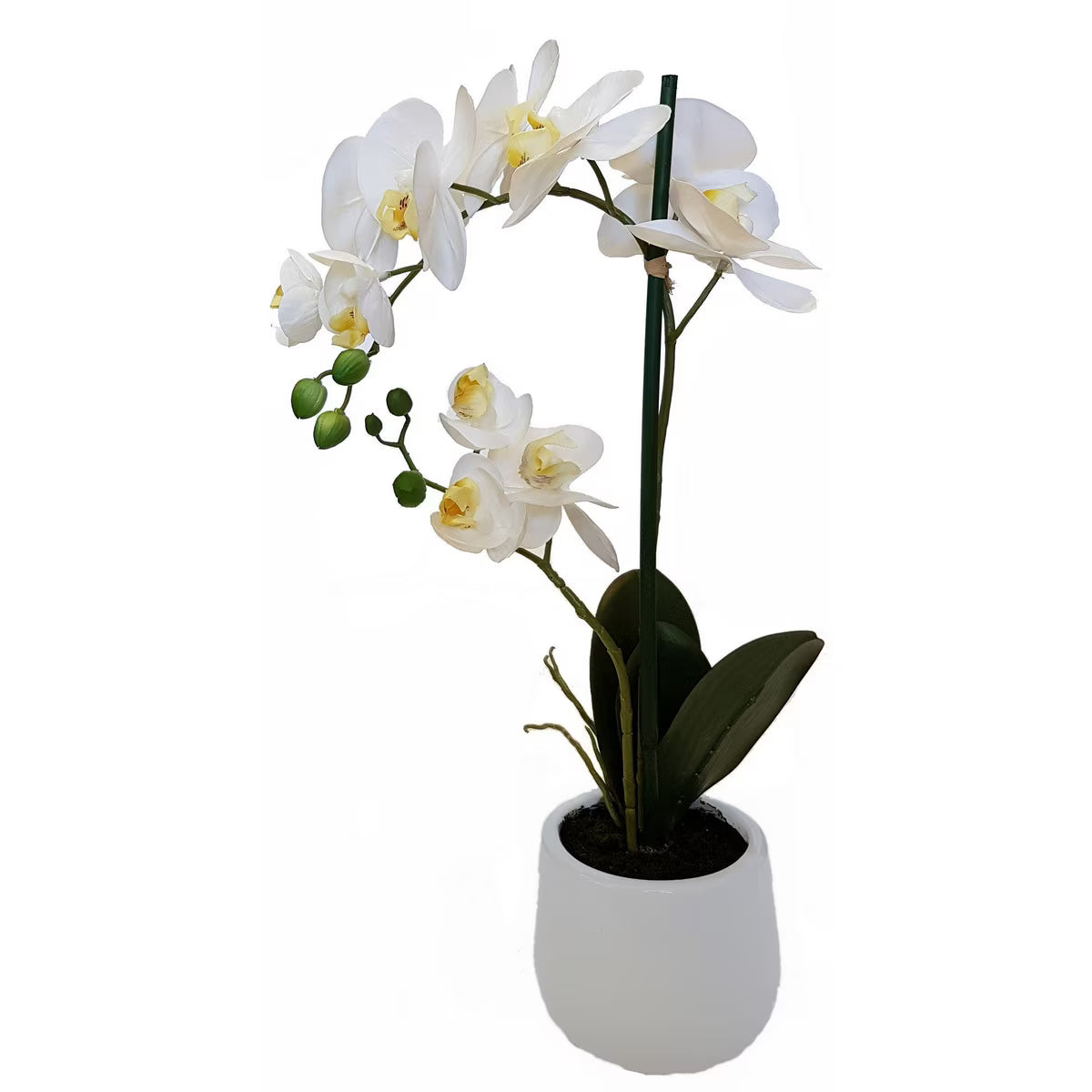 2 Spray White Orchid - Real Touch in Stone Pot - 48cm