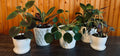 Ceramic Pots