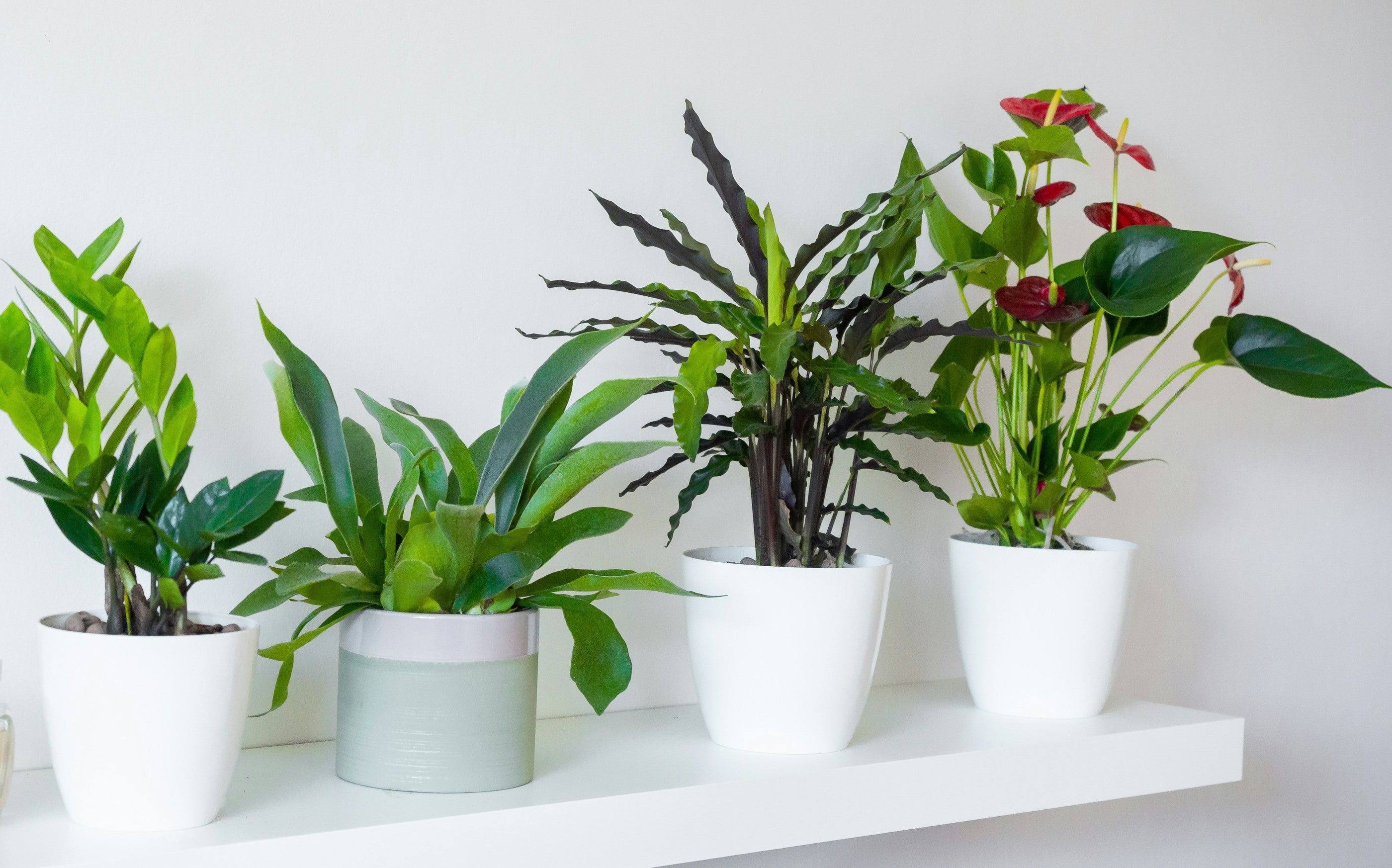 Atlantis Ceramic Pots