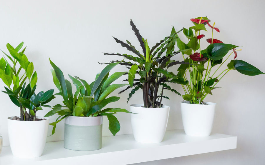 Atlantis Ceramic Pots