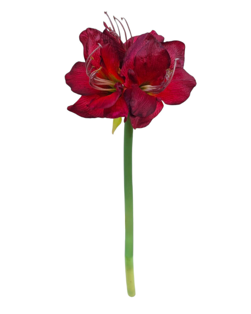 Amaryllis 3 Flowers Medium – Burgundy