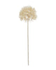 Allium Seed Head – Cream 45cm