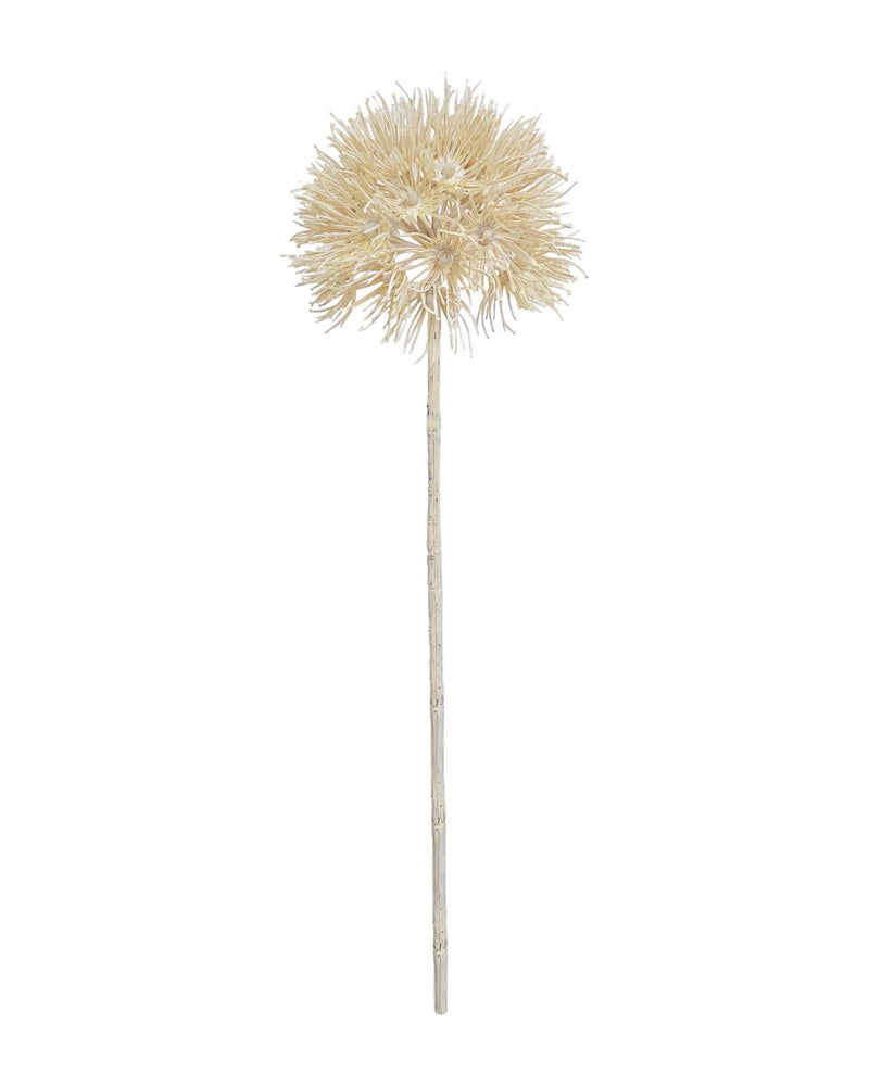 Allium Seed Head – Cream 45cm