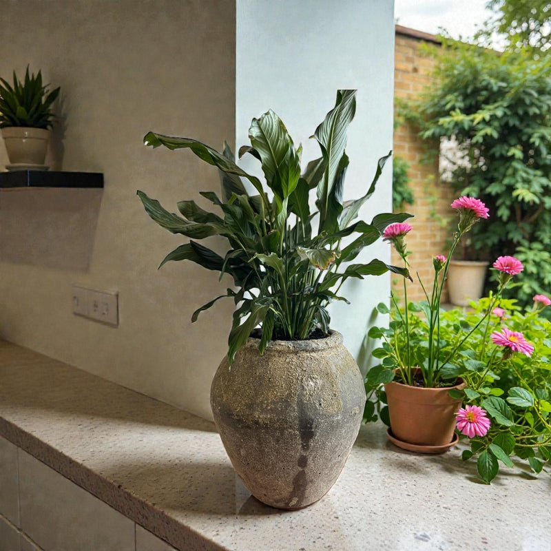 Frankly Cotton - Atlantis 49Cm Water Jar 6802Ads