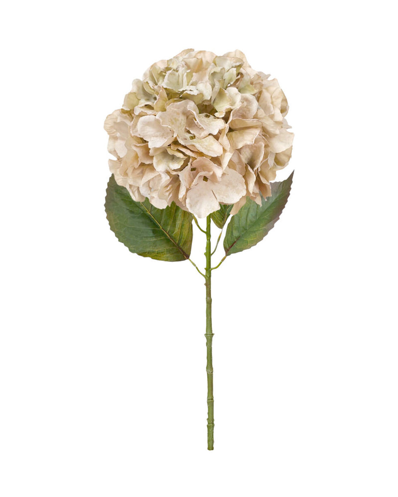Ball Hydrangea – Antique Ivory 50cm