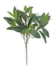 Bay Spray – Green