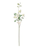 Climbing Rose – White