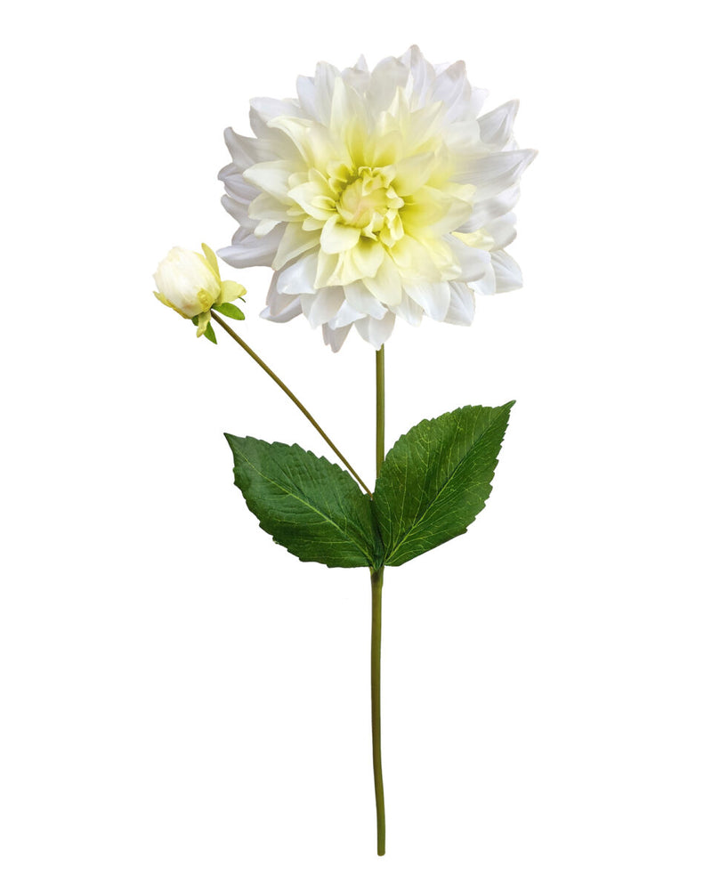Dahlia – Cream/Green