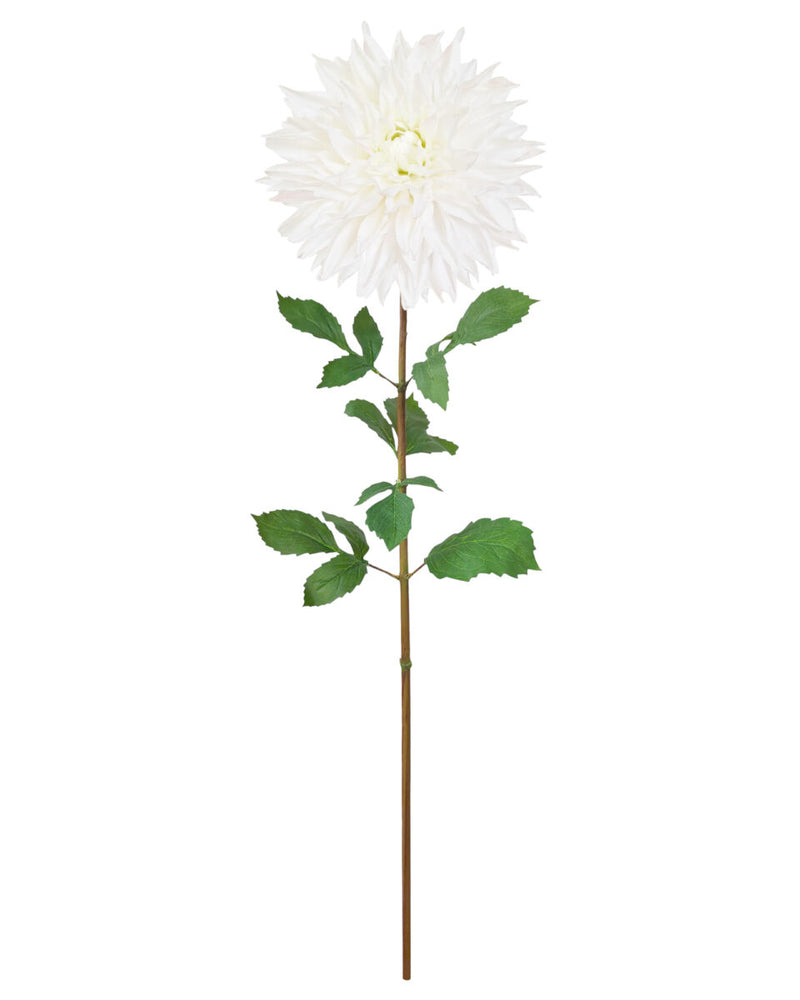 Dinner Plate Dahlia – White
