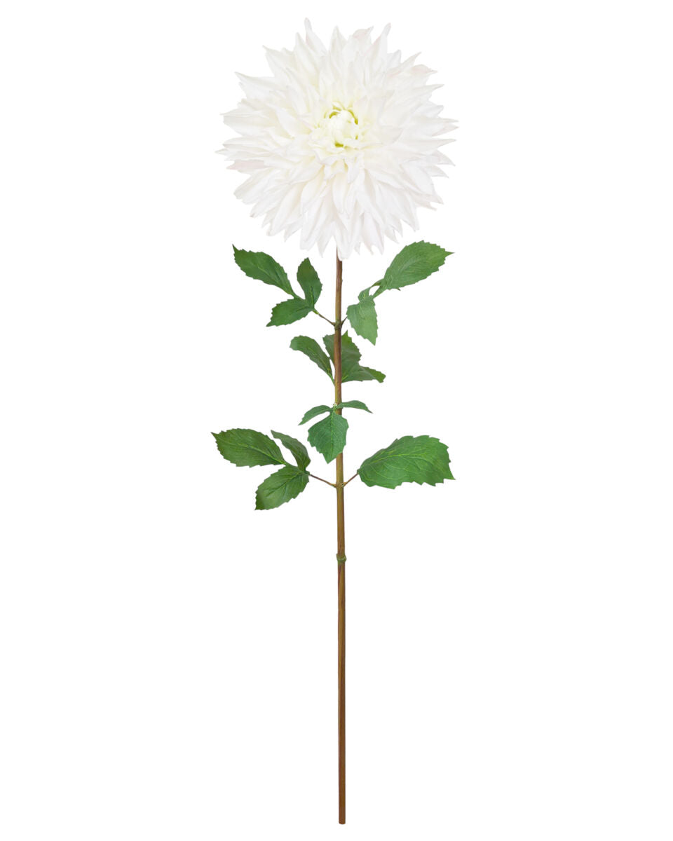 Dinner Plate Dahlia – White