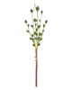Eucalyptus Pods – Green