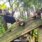Rabbit Hanging - Rim - Gold Hanging Frog