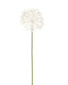 Medium Dandelion