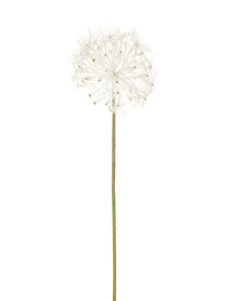 Medium Dandelion