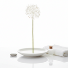 Medium Dandelion