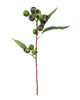 Medium Native Gum Nut – Green
