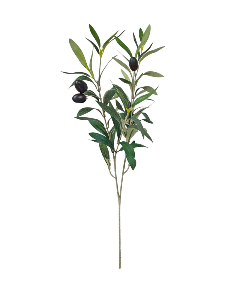 Olive Branch 50cm