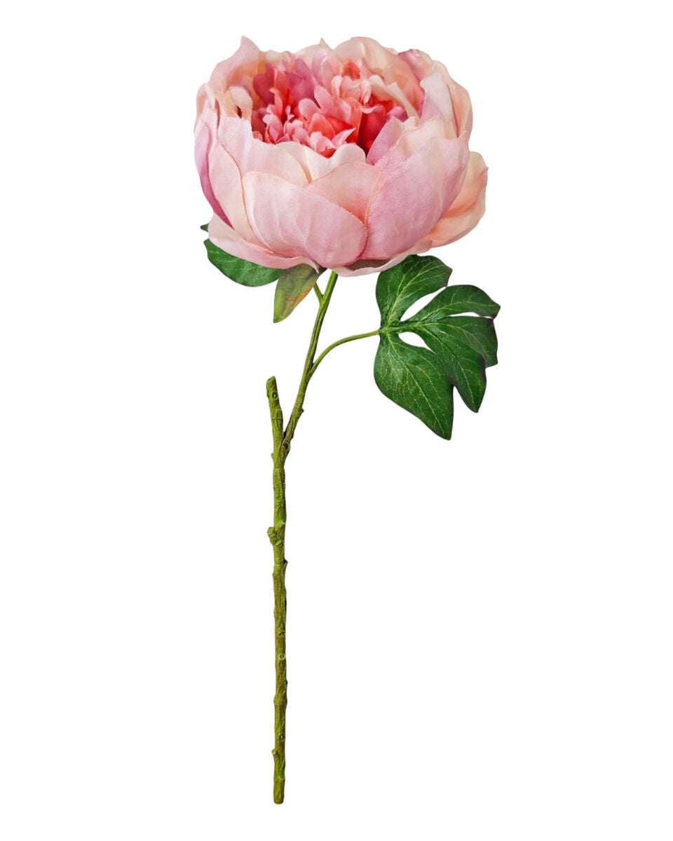 Opening Peony – Blush