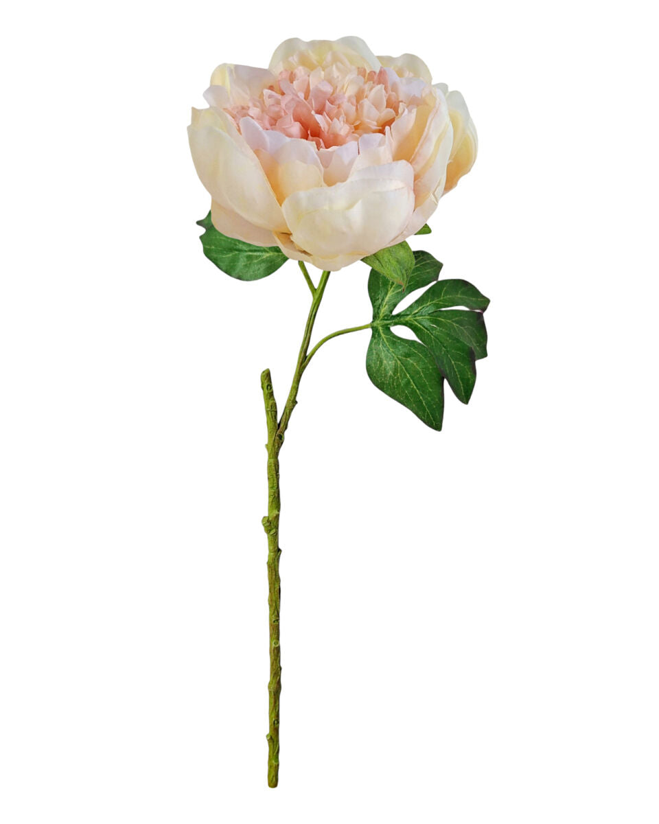 Opening Peony – Shell