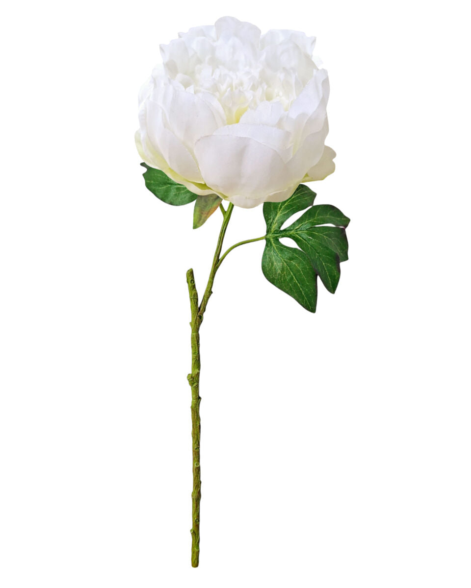 Opening Peony – White