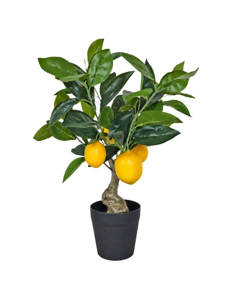 Provence Table Top Lemon Tree