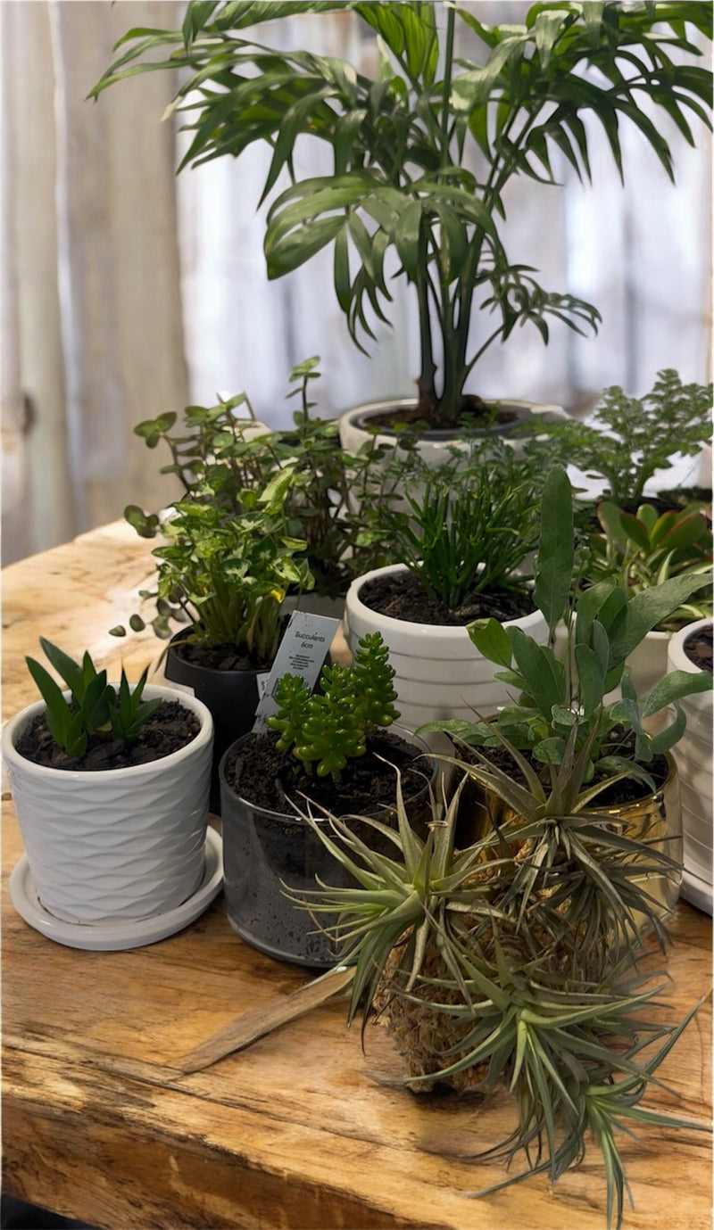 Frankly Cotton -  Small Indoor Potted Plants from $28