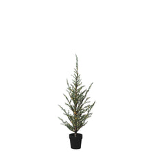 Sirius Mila Cedar Tree 1.3m