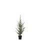 Sirius Mila Cedar Tree 1.3m