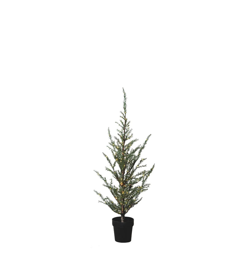 Sirius Mila Cedar Tree 1.3m