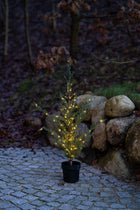 Sirius Mila Cedar Tree 1.3m