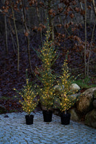 Sirius Mila Cedar Tree 1.3m