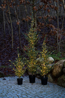 Sirius Mila Cedar Tree 1.3m