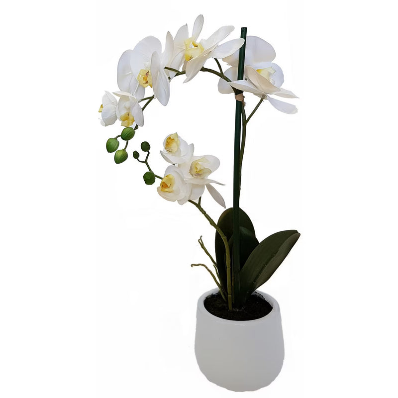 2 Spray White Orchid - Real Touch in Stone Pot - 48cm
