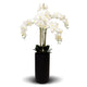 5 Spray White Orchid - Real Touch in Tall Black Pot - 105cm
