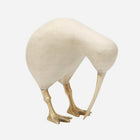 Wooden Whitewashed Kiwi with Brass Leg and Beak